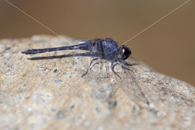 Indigo Dropwing (Trithemis festiva)