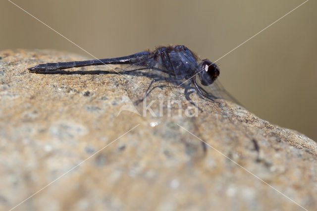 Indigo Dropwing (Trithemis festiva)