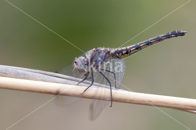 Blauwe zonnewijzer (Trithemis festiva)