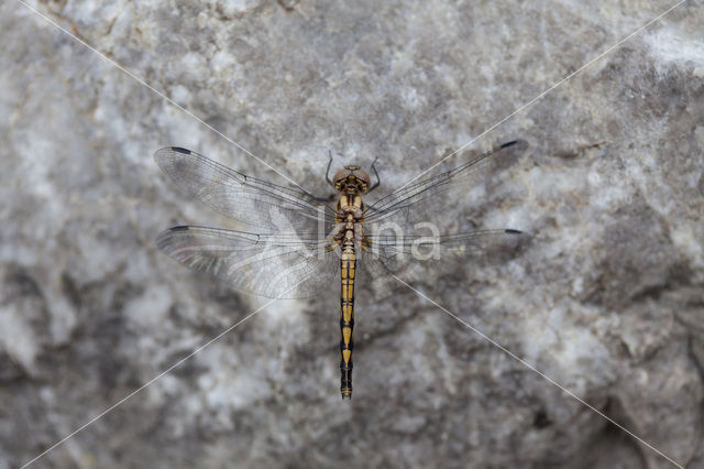 Blauwe zonnewijzer (Trithemis festiva)