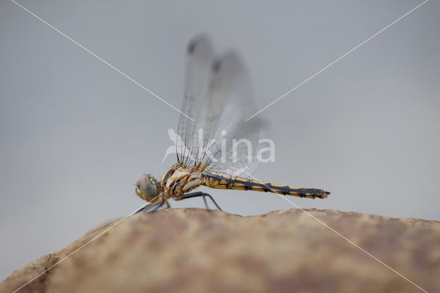 Indigo Dropwing (Trithemis festiva)