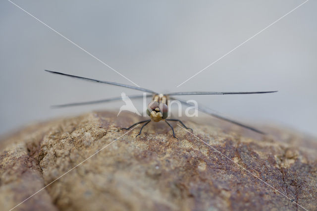 Blauwe zonnewijzer (Trithemis festiva)