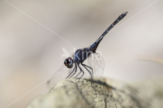 Blauwe zonnewijzer (Trithemis festiva)