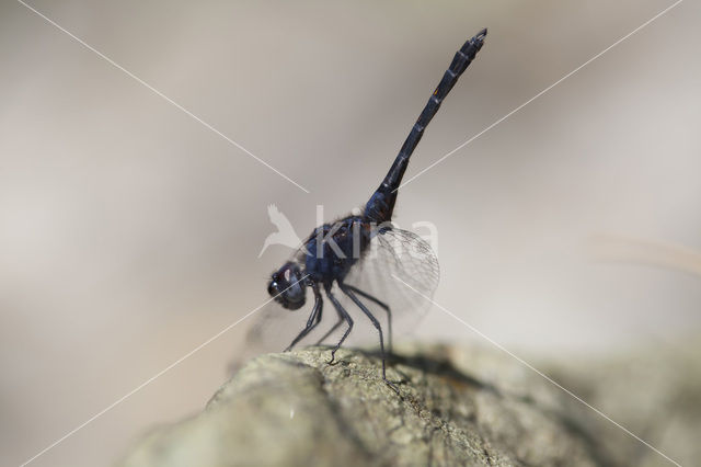 Indigo Dropwing (Trithemis festiva)