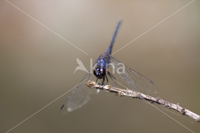 Indigo Dropwing (Trithemis festiva)
