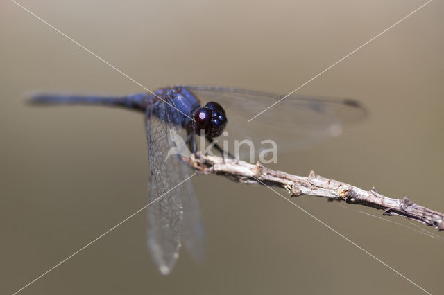 Blauwe zonnewijzer (Trithemis festiva)