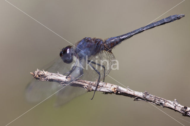 Indigo Dropwing (Trithemis festiva)