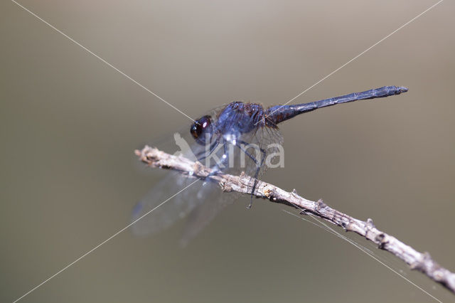 Blauwe zonnewijzer (Trithemis festiva)