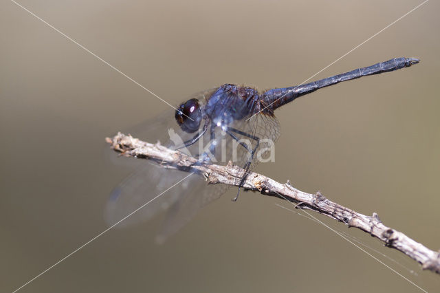 Blauwe zonnewijzer (Trithemis festiva)