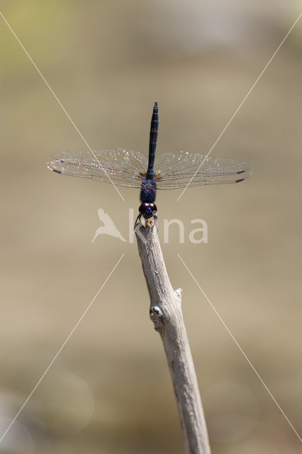 Indigo Dropwing (Trithemis festiva)