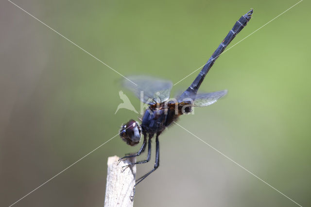 Blauwe zonnewijzer (Trithemis festiva)