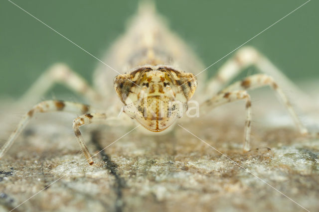 Indigo Dropwing (Trithemis festiva)