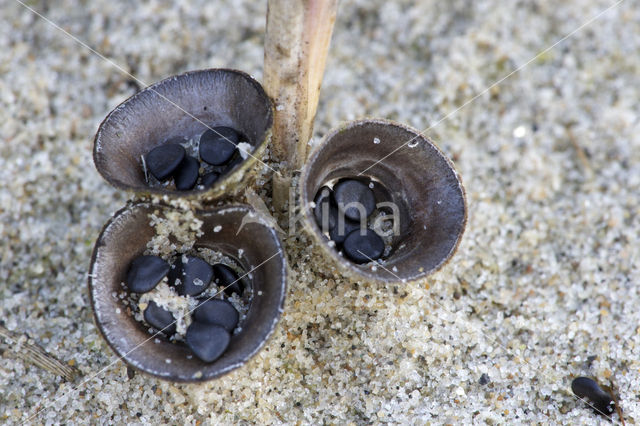 Field Bird's Nest (Cyathus olla)