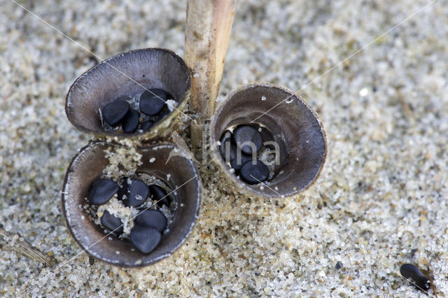 Bleek nestzwammetje (Cyathus olla)