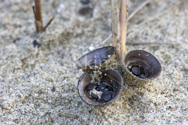 Field Bird's Nest (Cyathus olla)