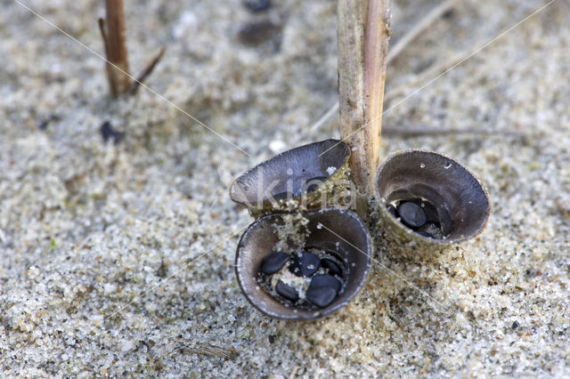 Bleek nestzwammetje (Cyathus olla)