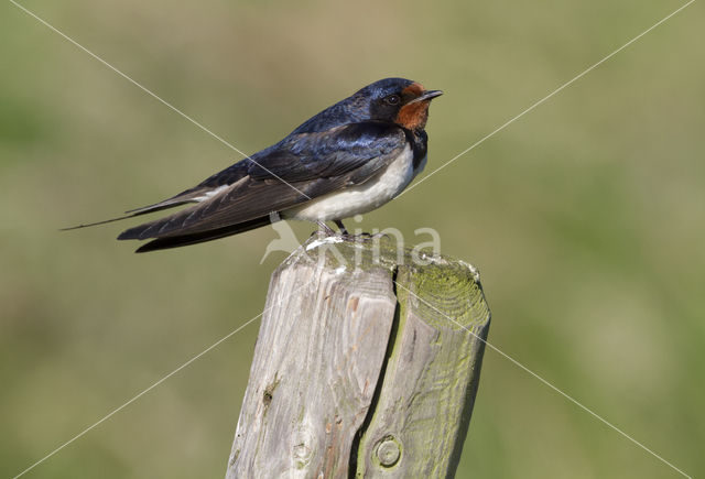 Barn Swallow (Hirundo rustica)