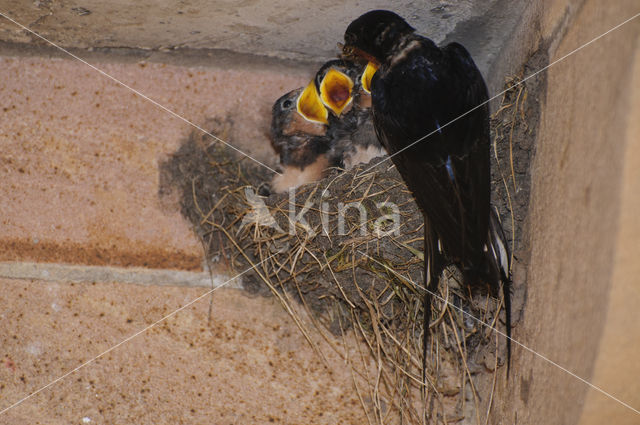 Boerenzwaluw (Hirundo rustica)