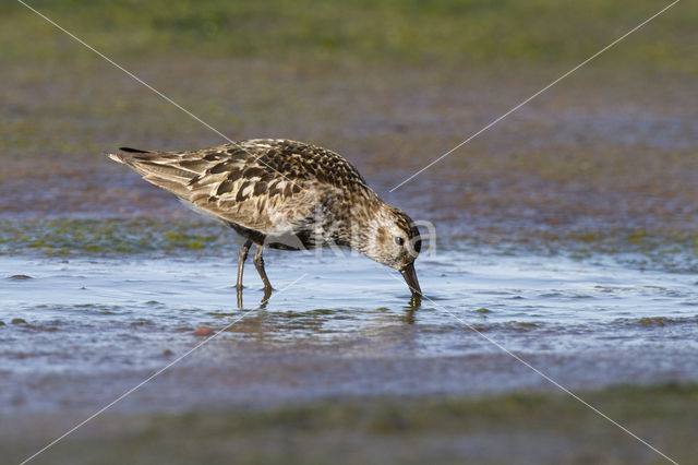 Bonte Strandloper (Calidris alpina)