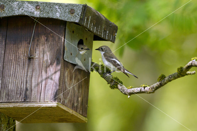 Bonte Vliegenvanger (Ficedula hypoleuca)