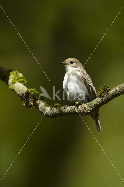 Bonte Vliegenvanger (Ficedula hypoleuca)