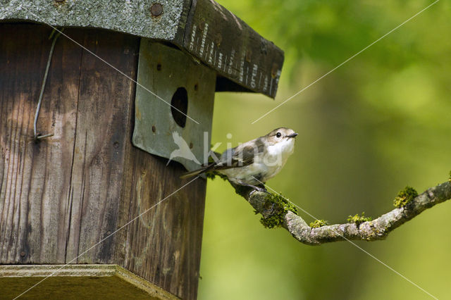 European Pied Flycatcher (Ficedula hypoleuca)