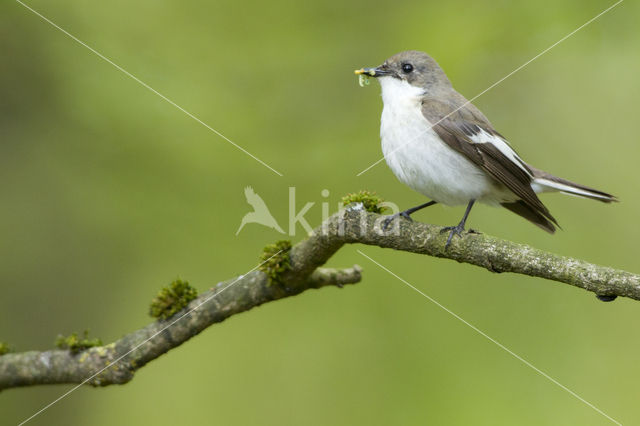 Bonte Vliegenvanger (Ficedula hypoleuca)