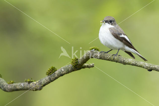 Bonte Vliegenvanger (Ficedula hypoleuca)