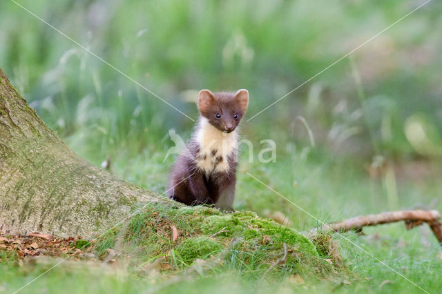 Pine Marten (Martes martes)