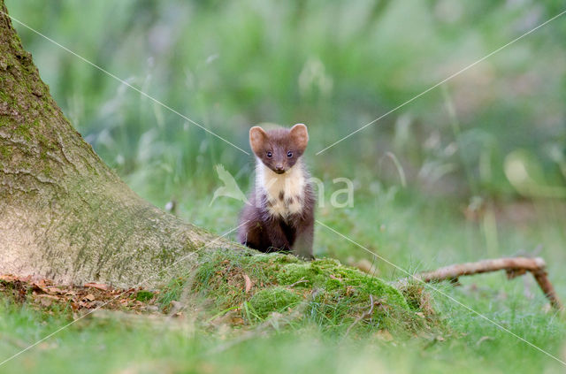 Pine Marten (Martes martes)