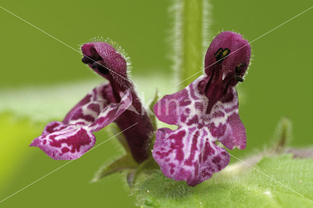 Bosandoorn (Stachys sylvatica)