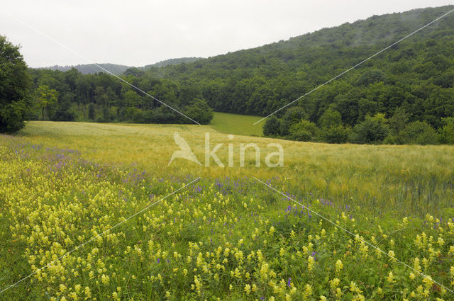 Bourgogne