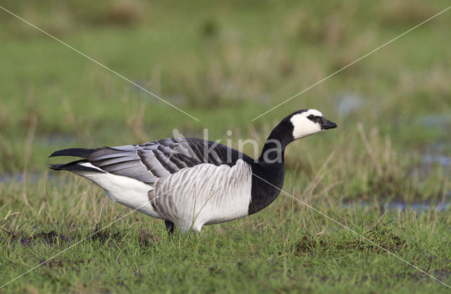 Brandgans (Branta leucopsis)