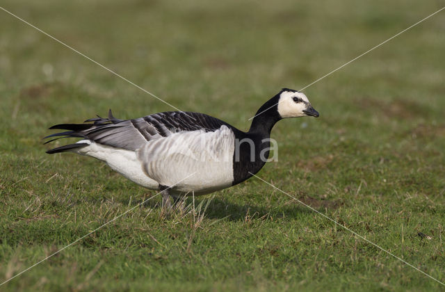 Brandgans (Branta leucopsis)