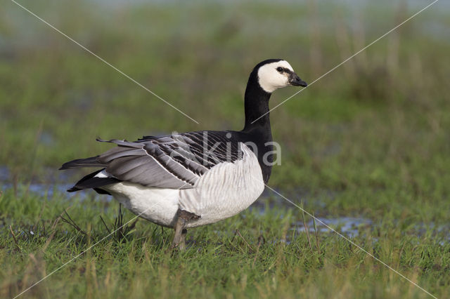 Brandgans (Branta leucopsis)