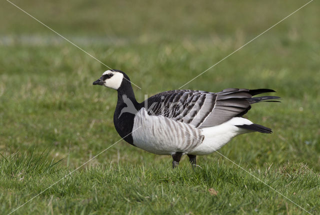 Brandgans (Branta leucopsis)