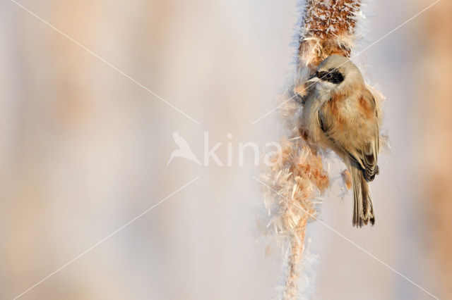 Eurasian Penduline-Tit (Remiz pendulinus)