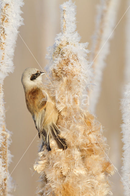 Eurasian Penduline-Tit (Remiz pendulinus)