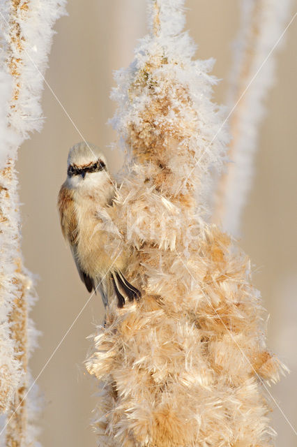 Eurasian Penduline-Tit (Remiz pendulinus)