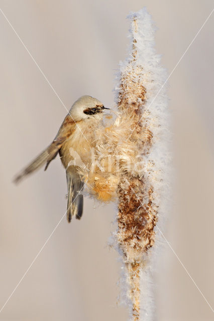 Eurasian Penduline-Tit (Remiz pendulinus)