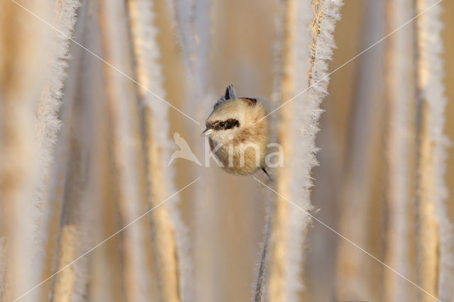 Eurasian Penduline-Tit (Remiz pendulinus)