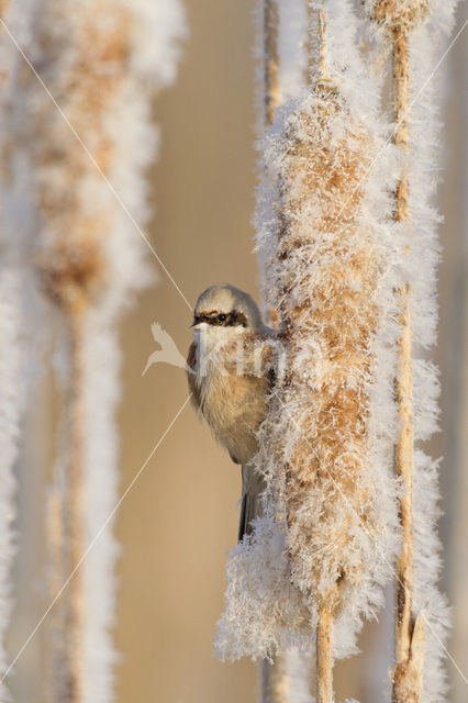 Eurasian Penduline-Tit (Remiz pendulinus)