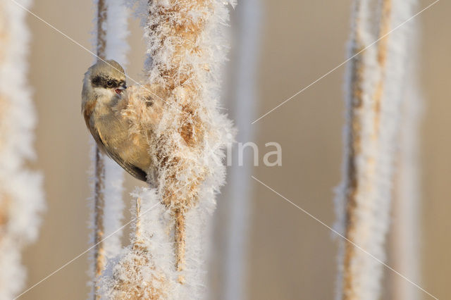 Eurasian Penduline-Tit (Remiz pendulinus)