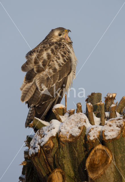 Buizerd (Buteo buteo)