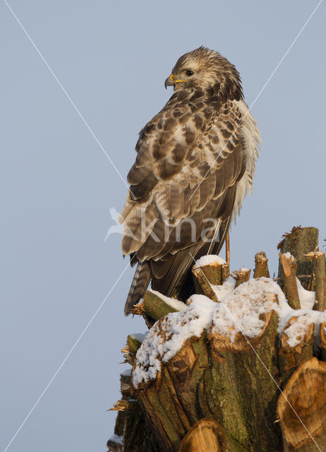 Common Buzzard (Buteo buteo)