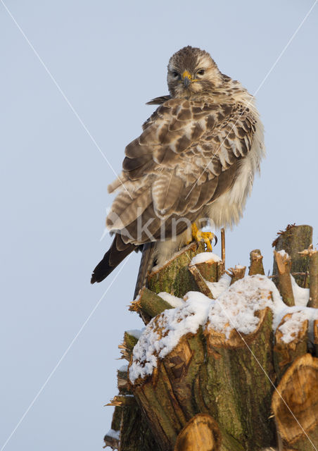 Buizerd (Buteo buteo)