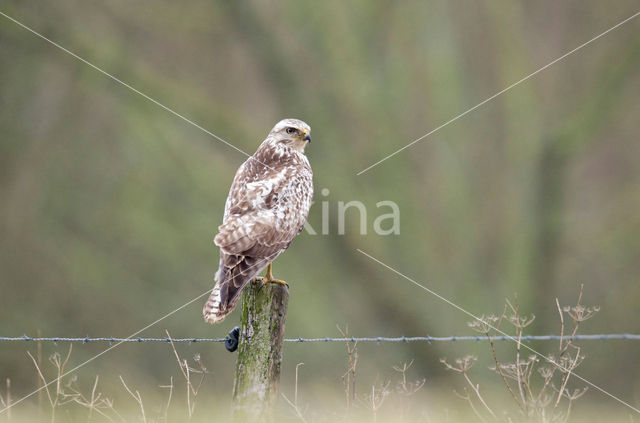 Buizerd (Buteo buteo)