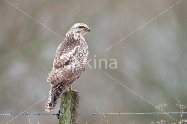 Common Buzzard (Buteo buteo)