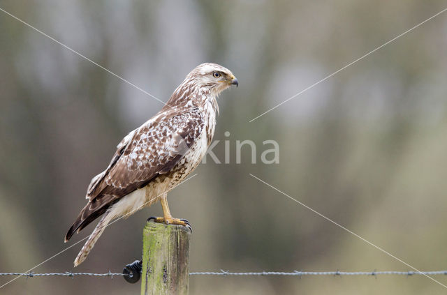 Common Buzzard (Buteo buteo)