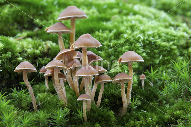 Bundelmosklokje (Galerina marginata)